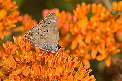 《最终幻想7：重生》新情报 介绍越野车和赤红XIII等